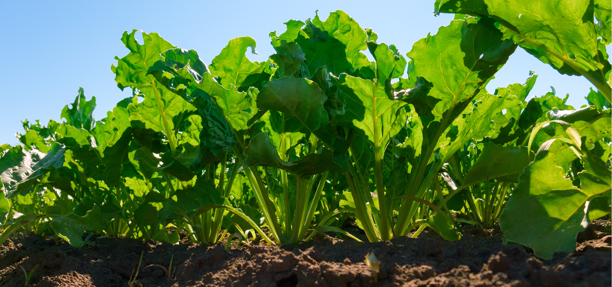Ruwvoederteelten voederbieten 968x455px
