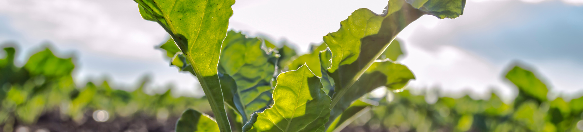 Hermoo_Bladvoeding Optima Vigor+