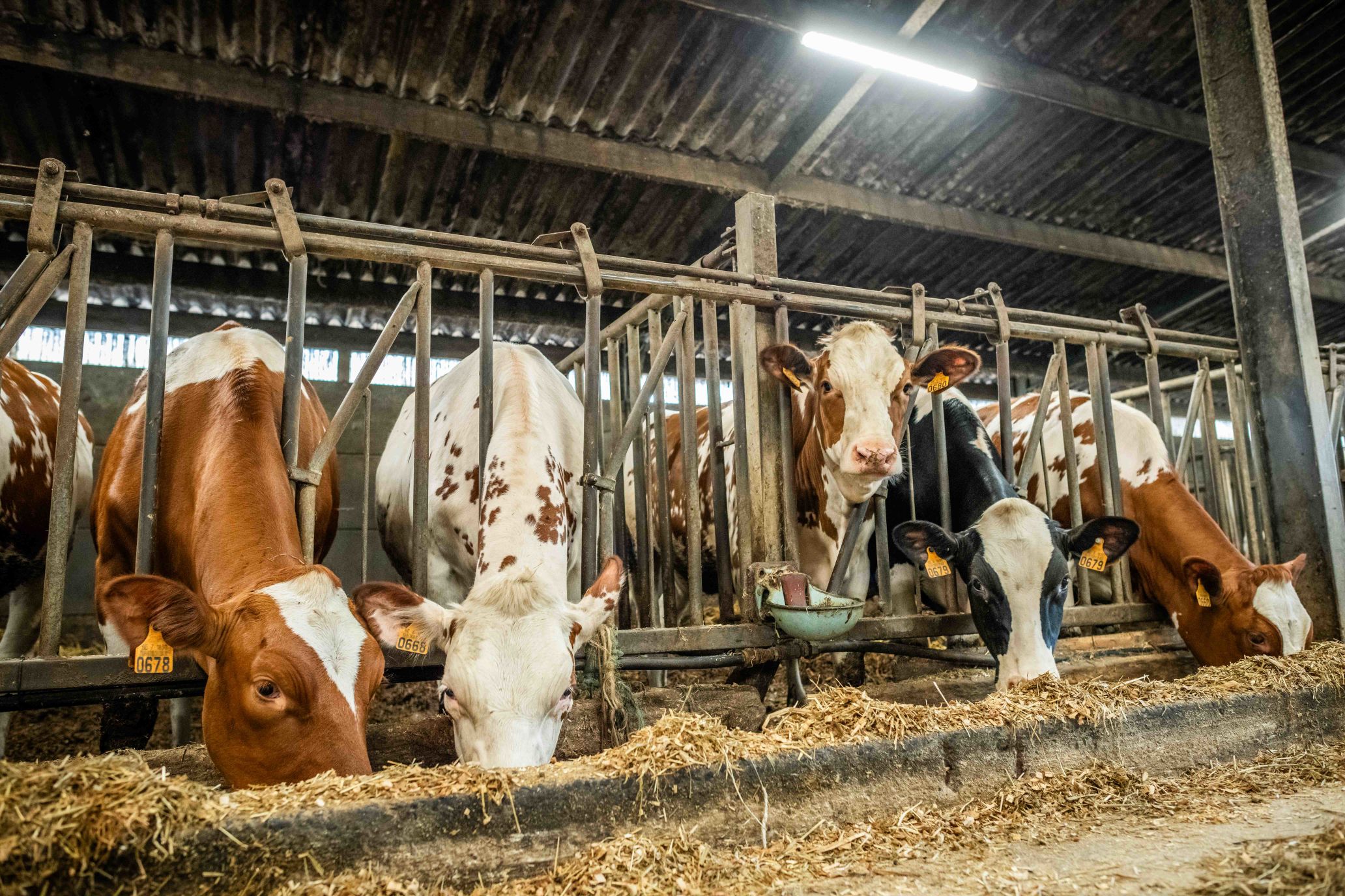 Bovins laitiers mangeant dans l'étable