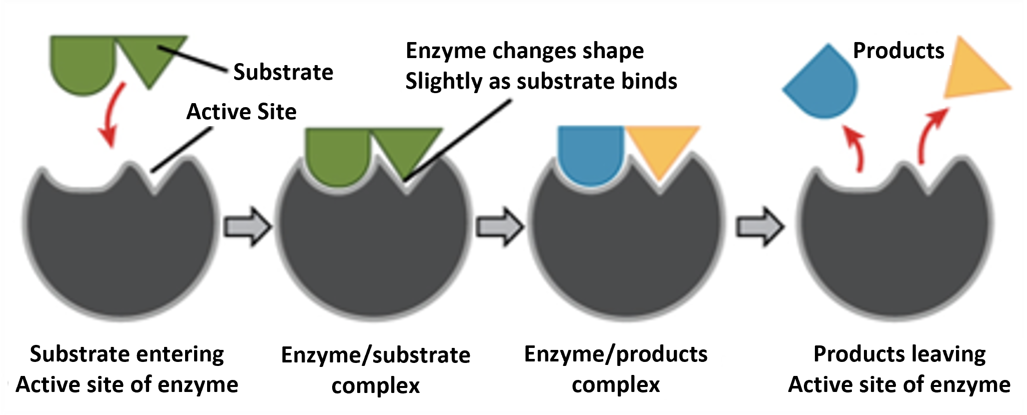 AveMix® XG 10 11/21 Figure 1: Enzyme lock-and-key mechanism