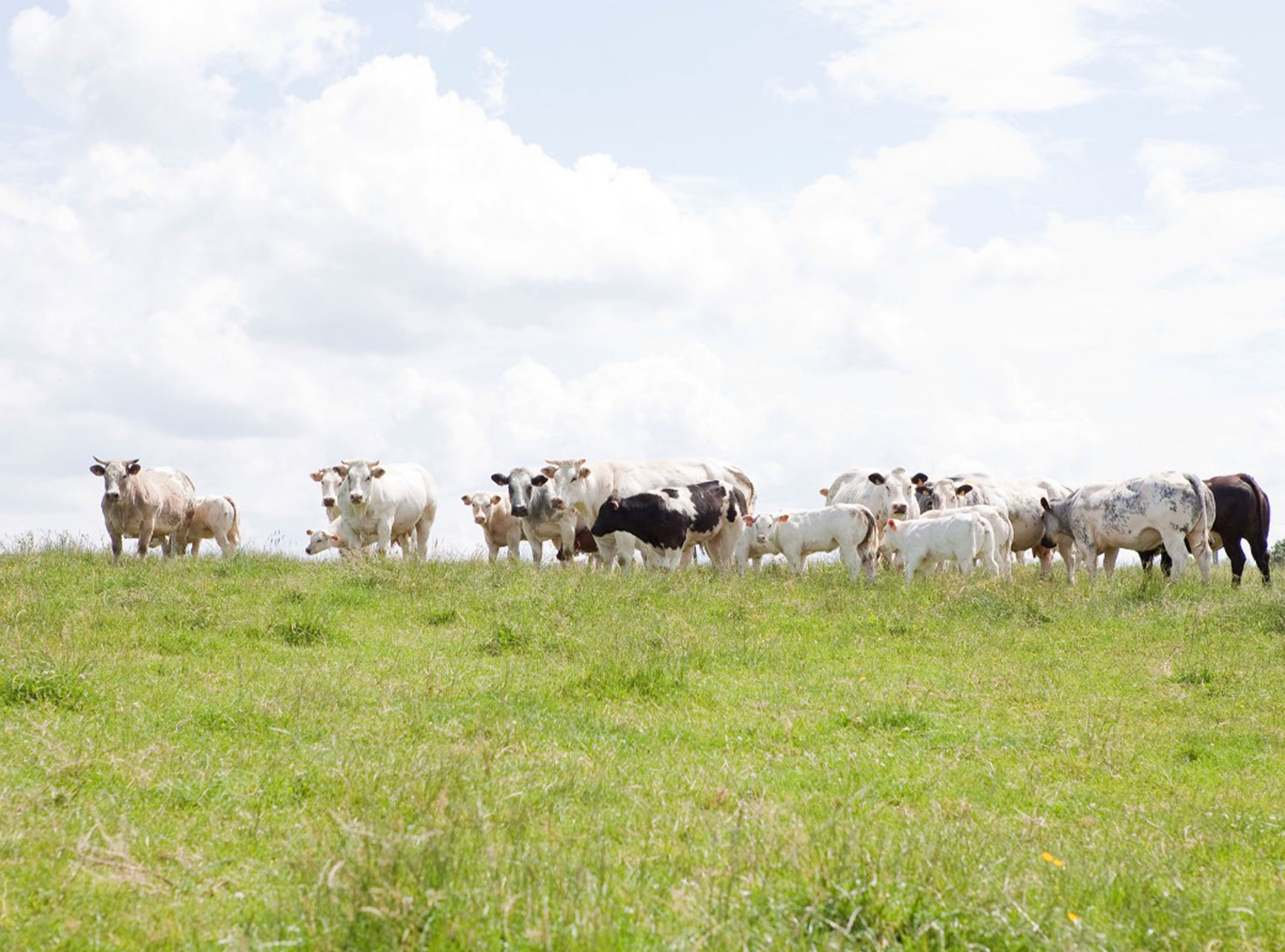 Bovins à viande au pâturage