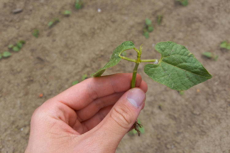 Foto plante haricots