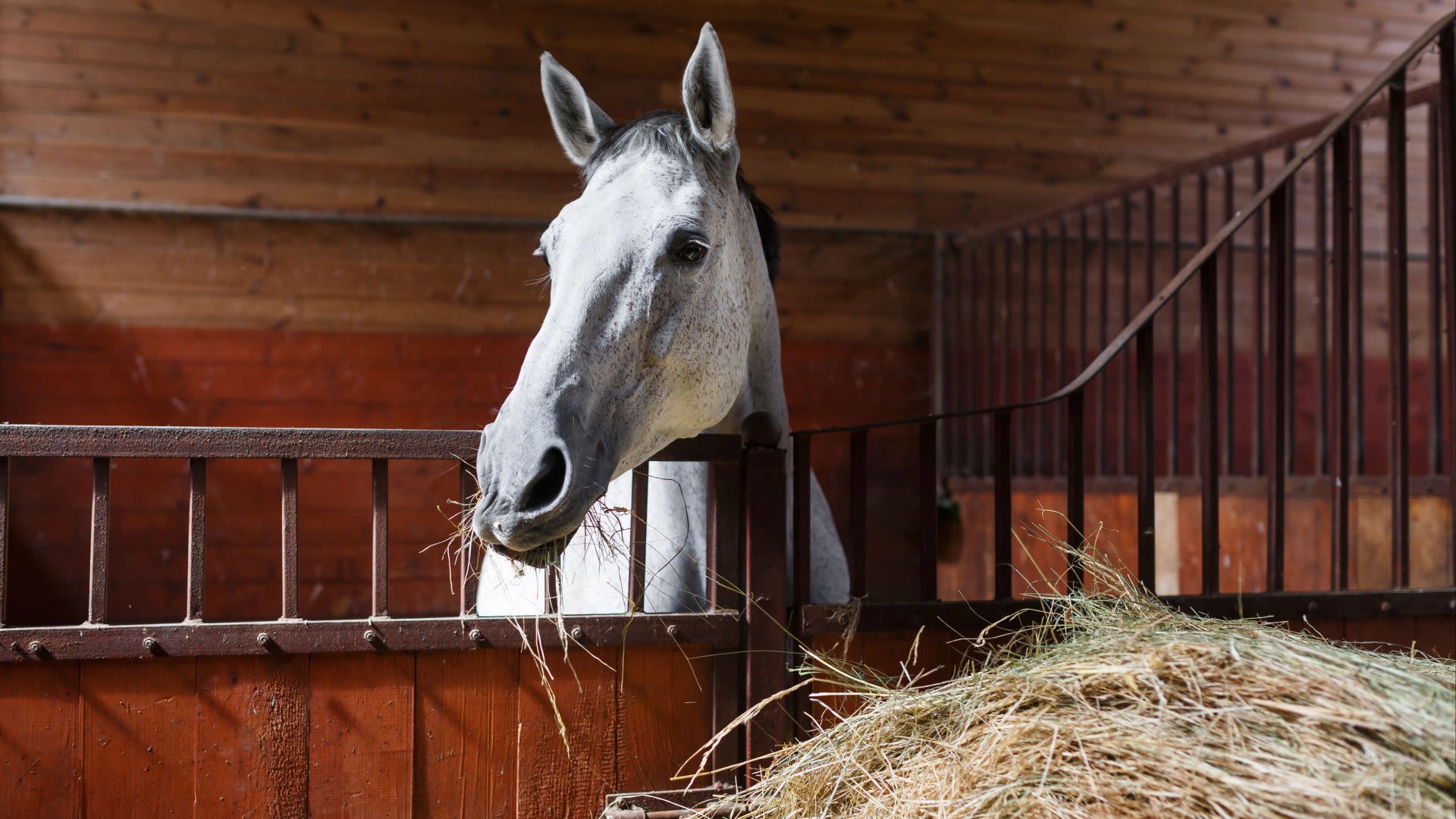 Horse in stable