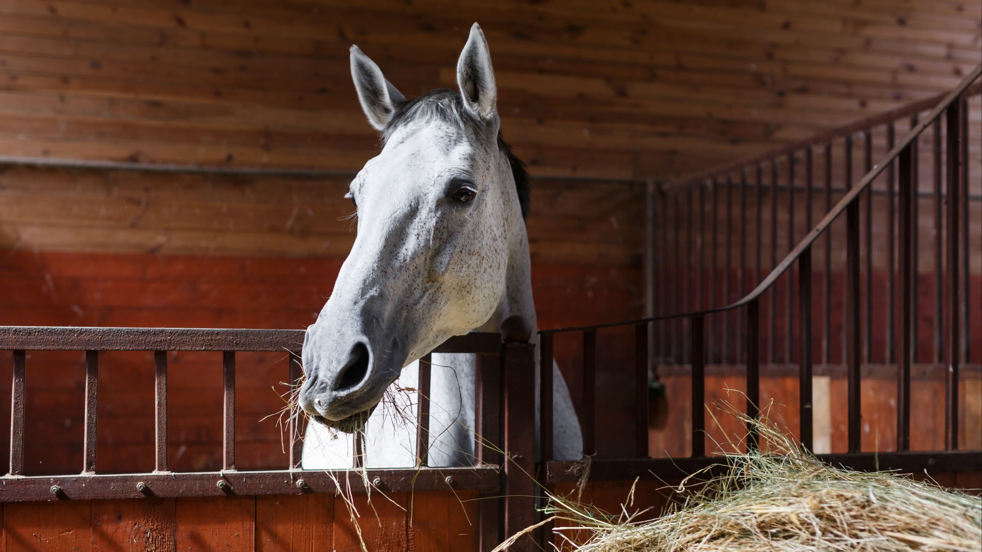 Paard op stal