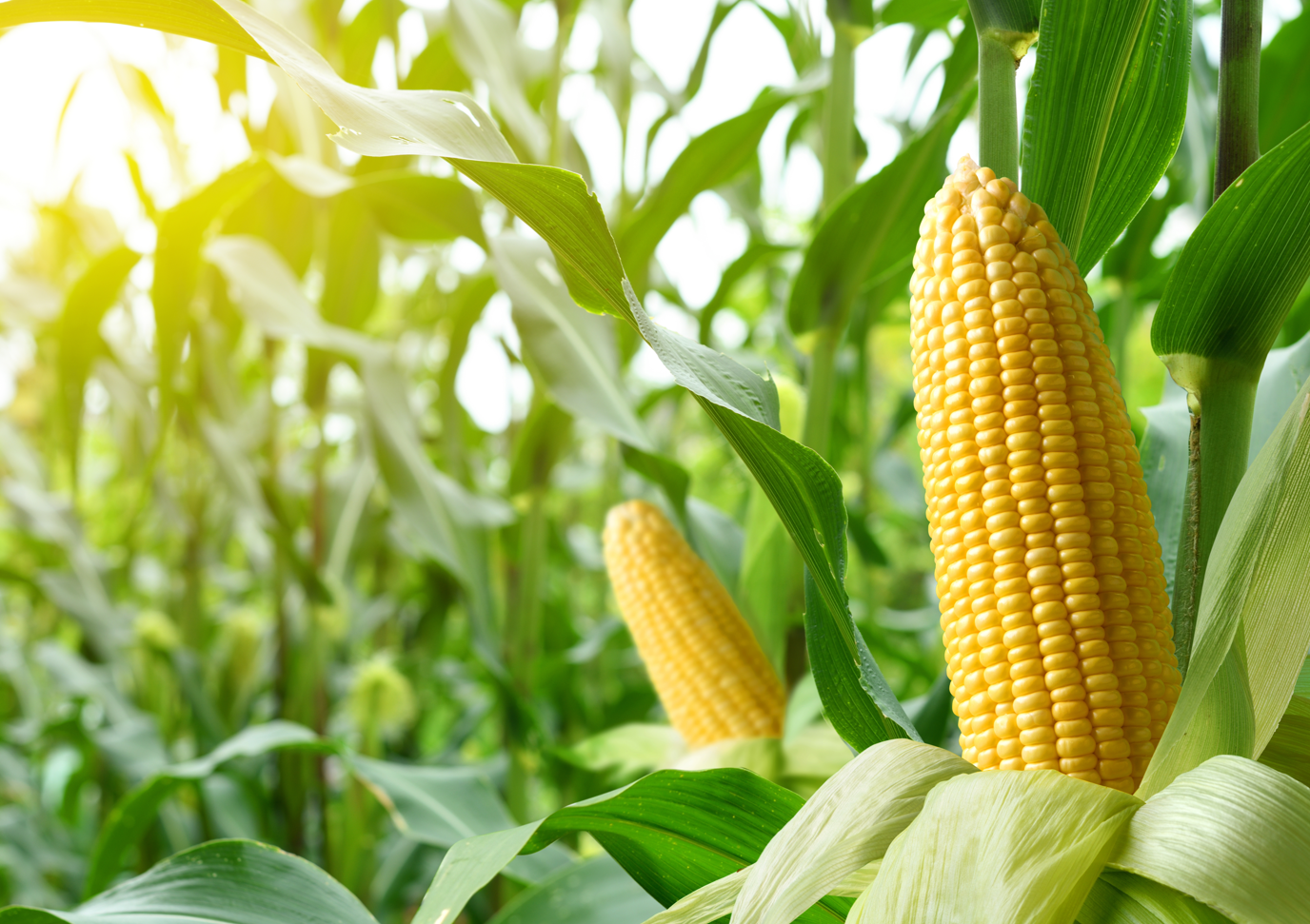 Ontdek onze sterke variëteiten mais voor komend maisseizoen!