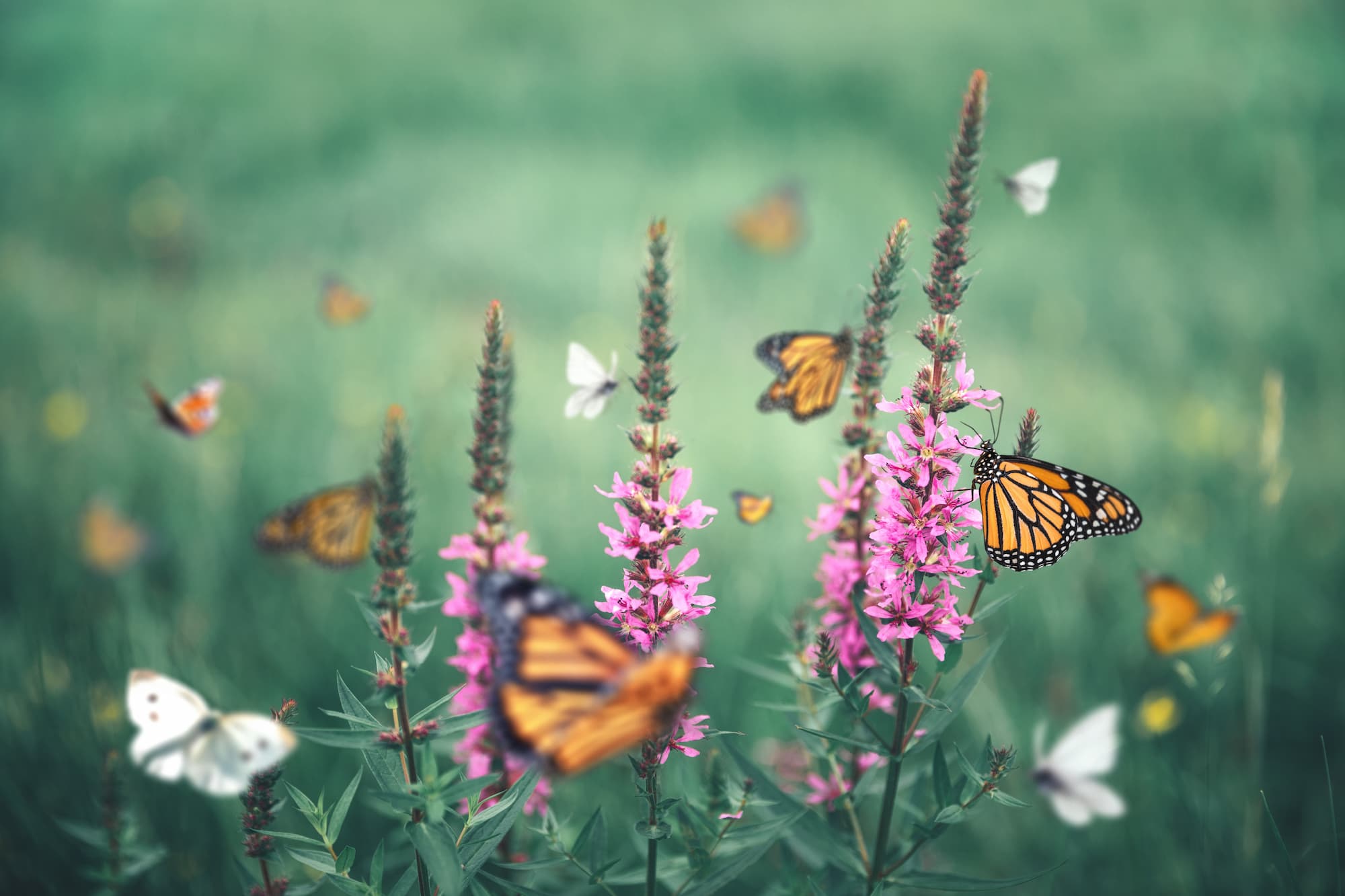 Papillons sur des plantes à l’odeur prononcée – Aveve