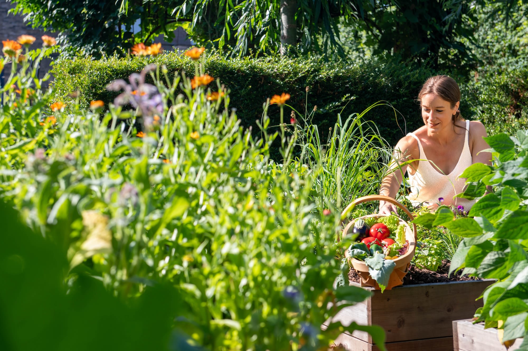 image: moestuin van sofie 2