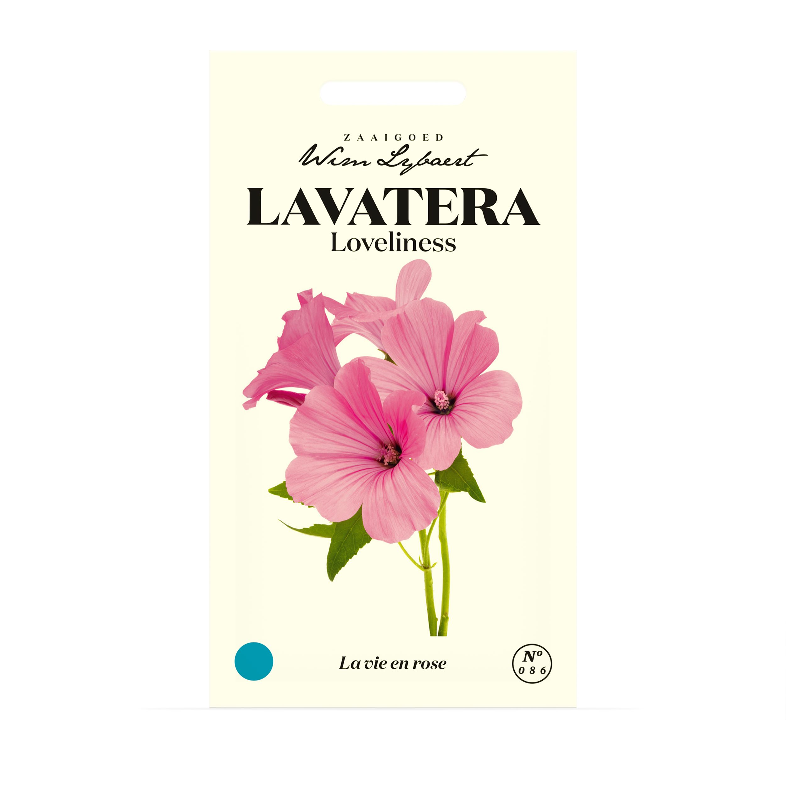 Lavatera Loveliness