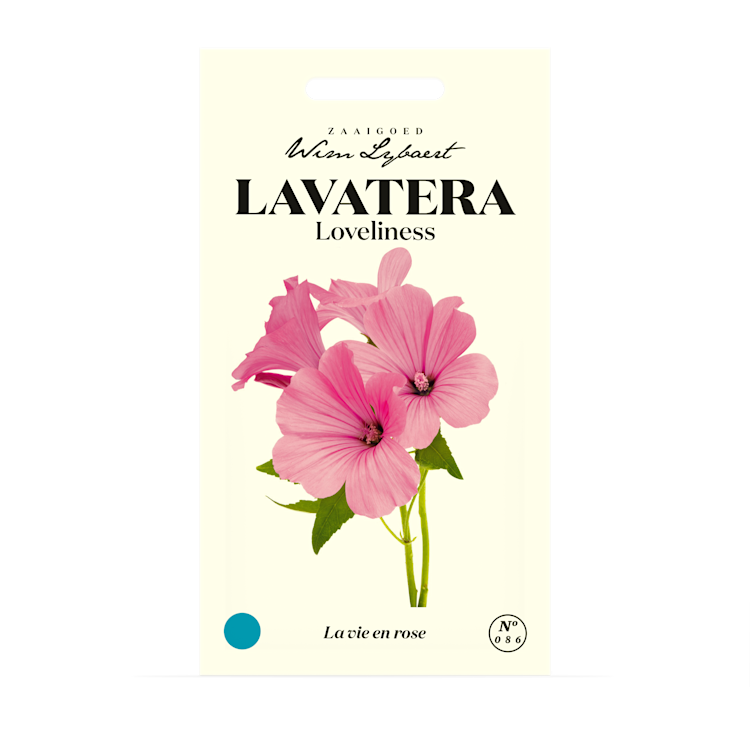Lavatera Loveliness