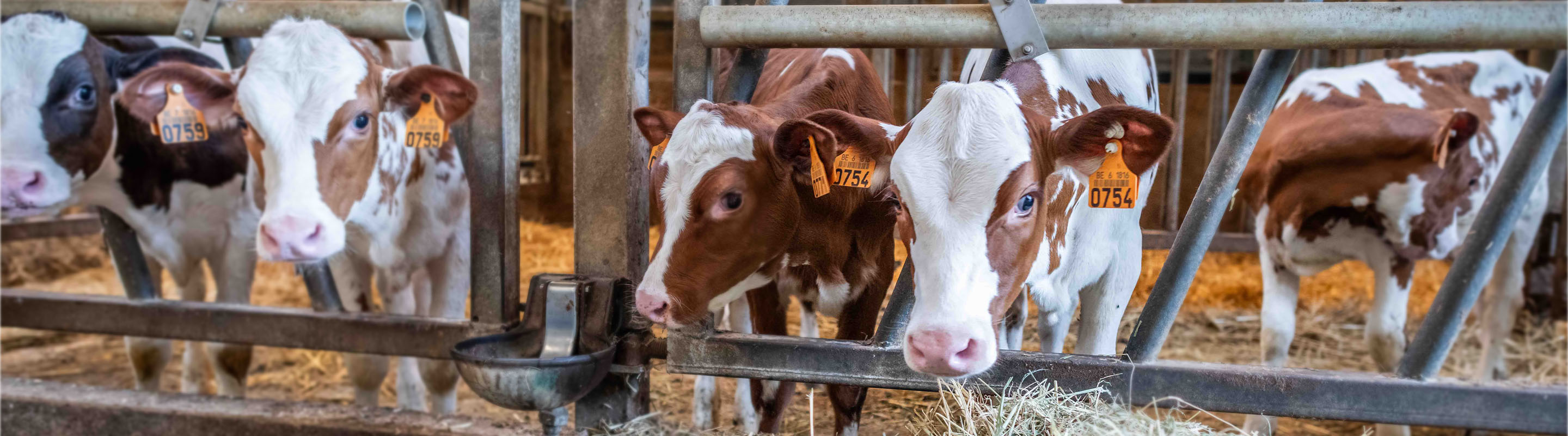 Kalveren in de stal