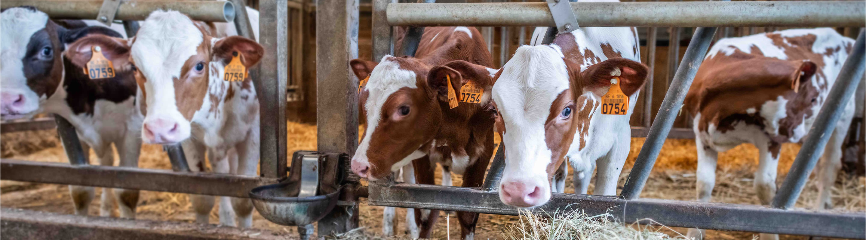 Kalveren in de stal