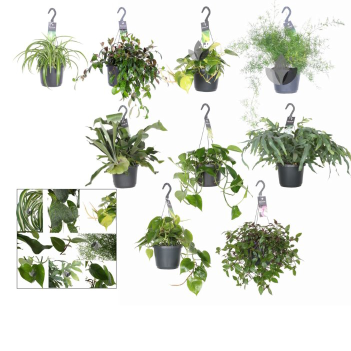 Hangplanten (keuze uit 9 soorten) - 2 voor €30