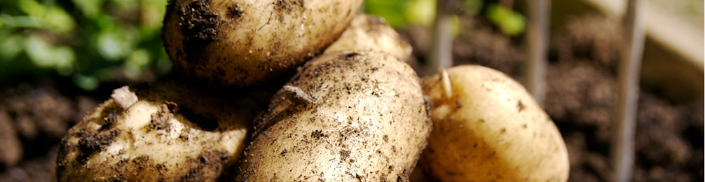 Aardappel 2 968x250px