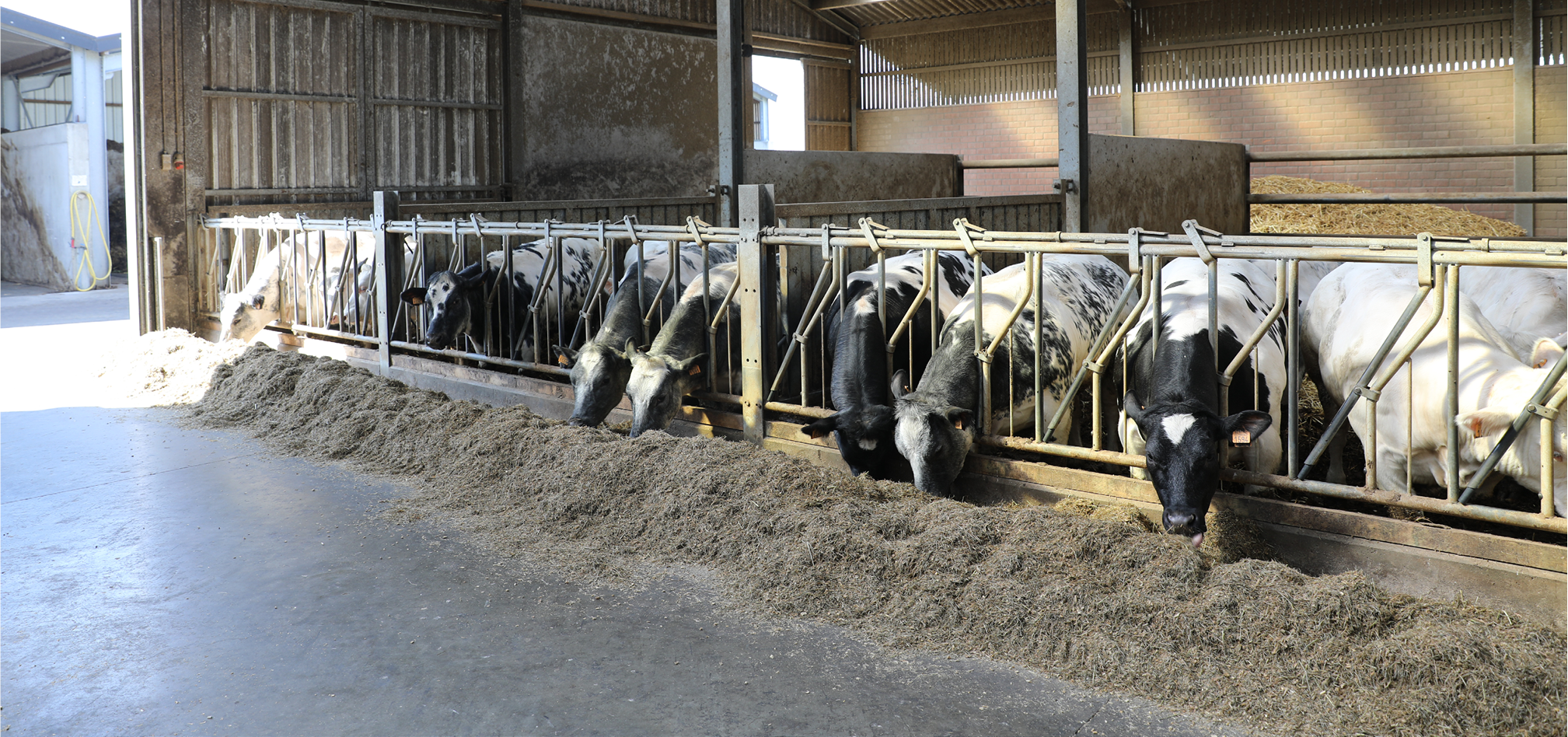 Groei advies 968x455px