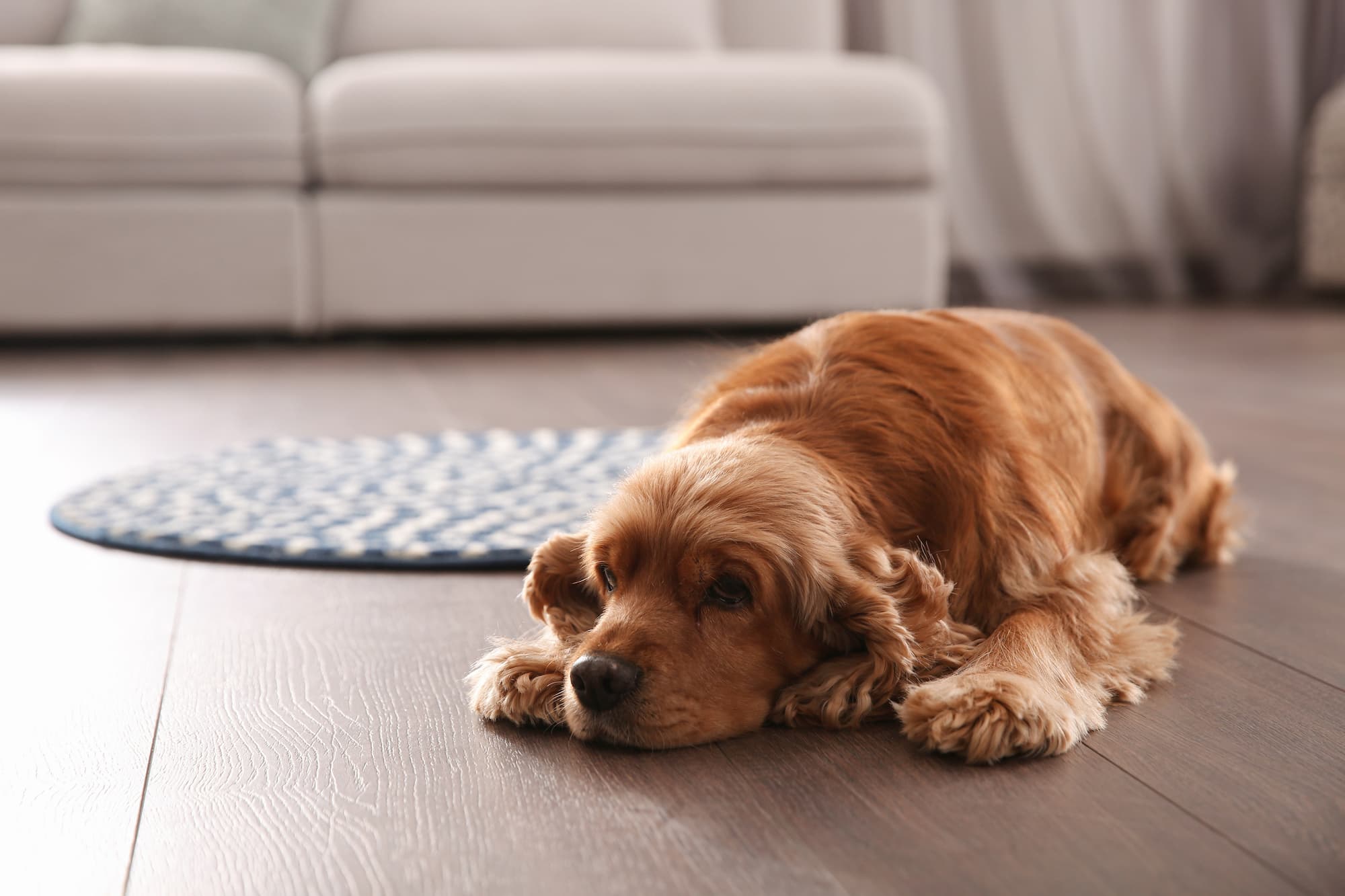 Hond ligt op de grond met de ogen naar boven gericht - Aveve