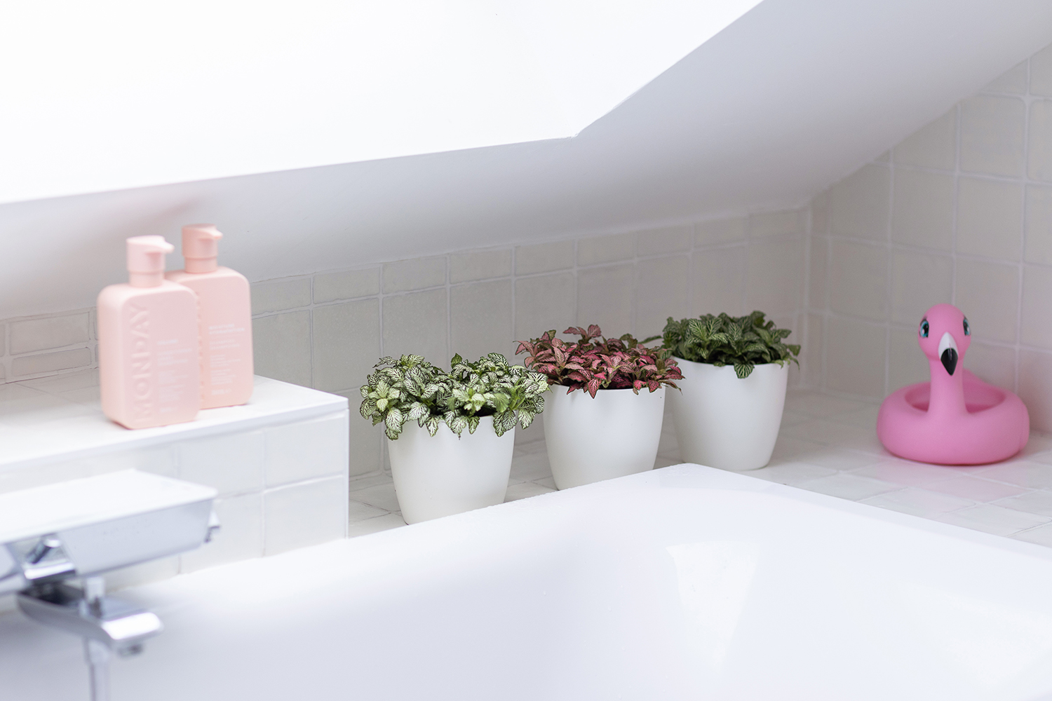 Fittonia of mozaïekplant - Aveve