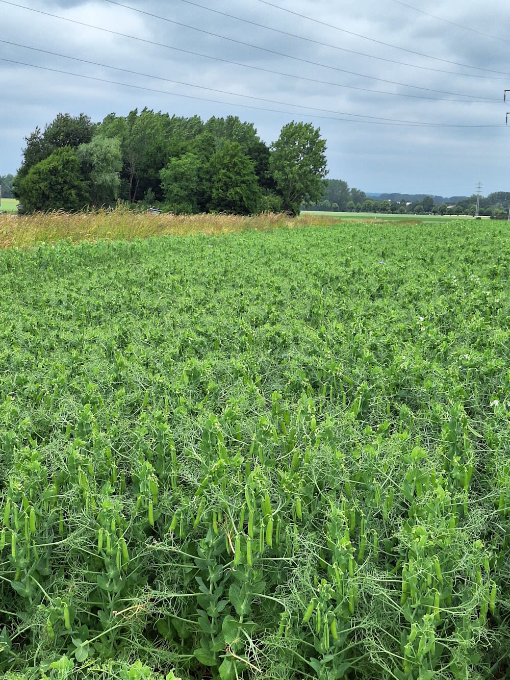 14.11.2025_Nieuwsbrief AH_ Gele erwten slimme aanvulkeuze 2026 I2