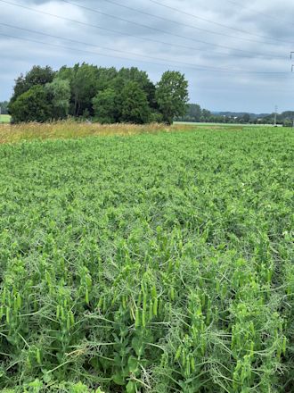 14.11.2025_Nieuwsbrief AH_ Gele erwten slimme aanvulkeuze 2026 I2