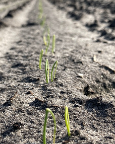 Spuitwijzer Open Teelt 4, april 2021