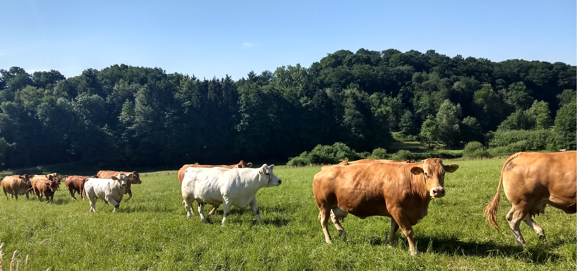 Vleesvee mineralen 968x455px