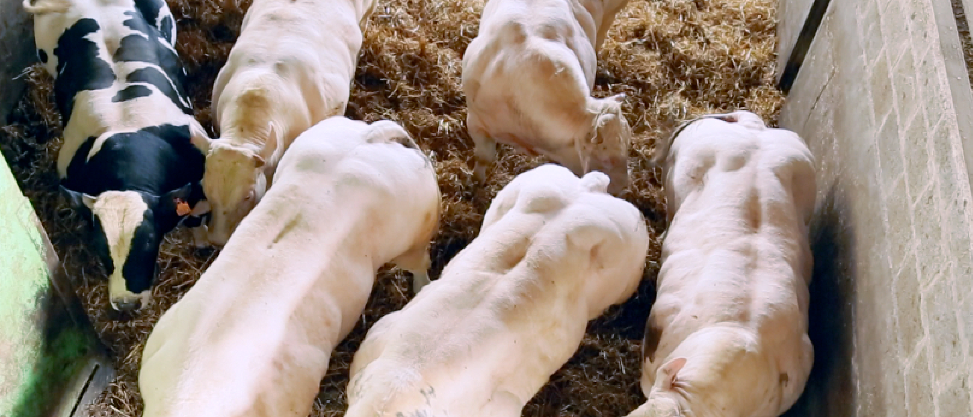 Vleesvee groei banner 1920x823px