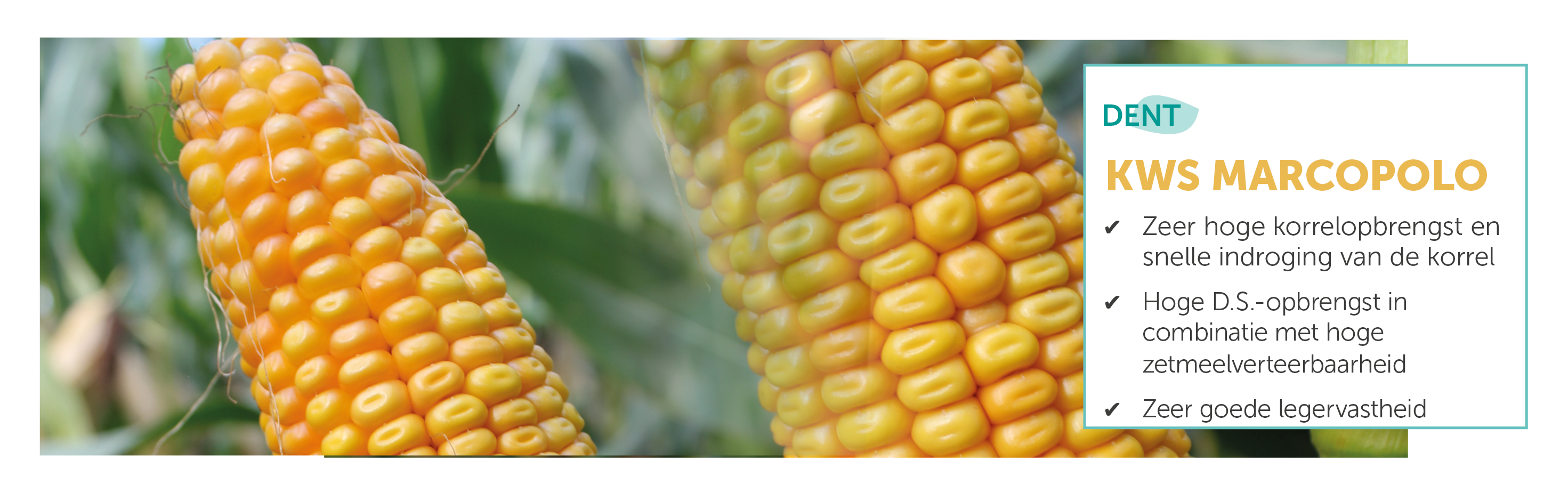 KWS Marcopolo rechts