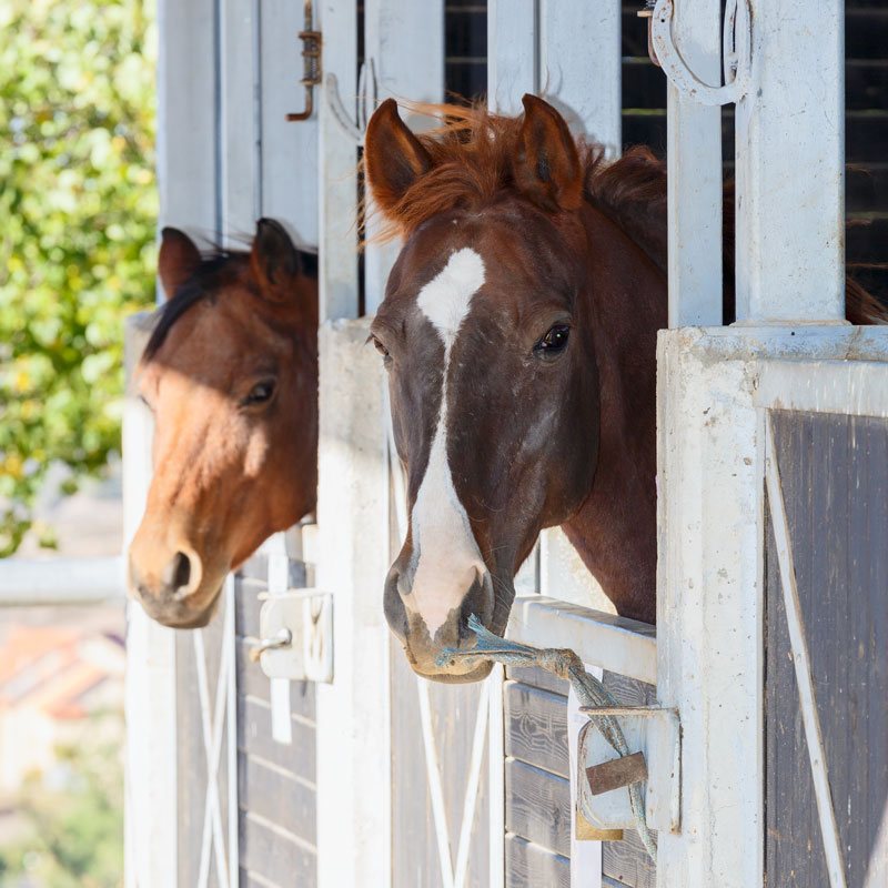 Wetgeving, regels en tips voor het bouwen van paardenstal