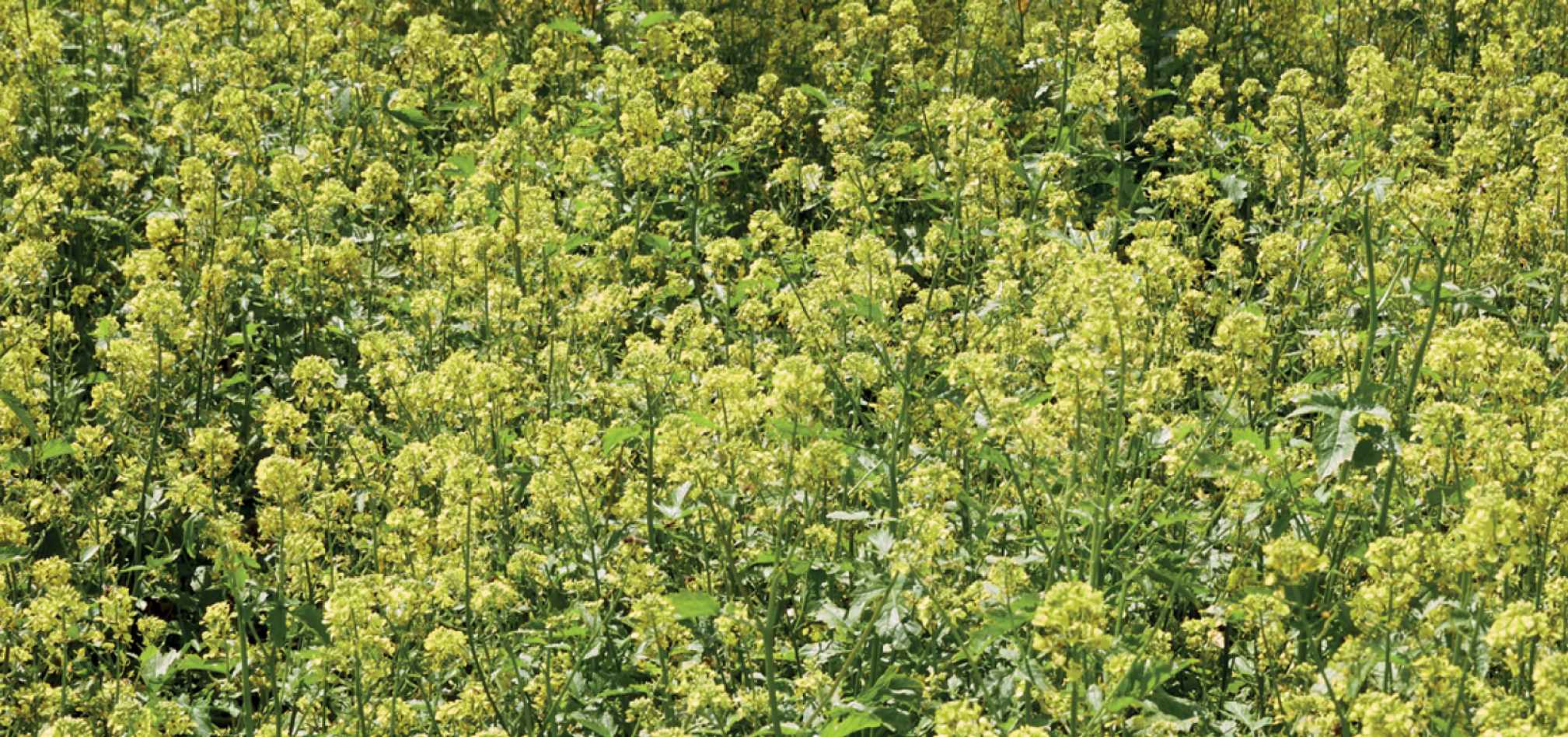 Groenbemesters Walagri 968x455px