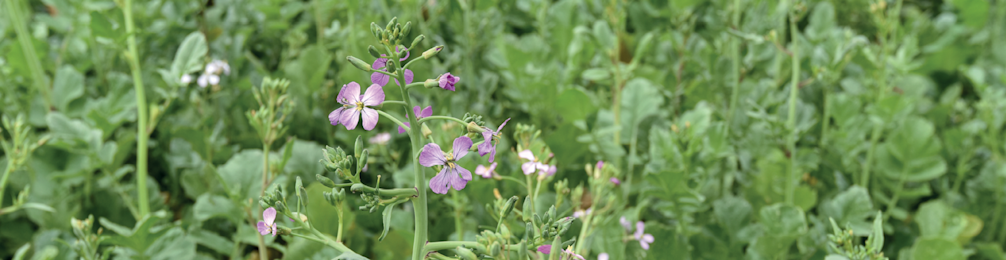 Bladrammenas 968x250px