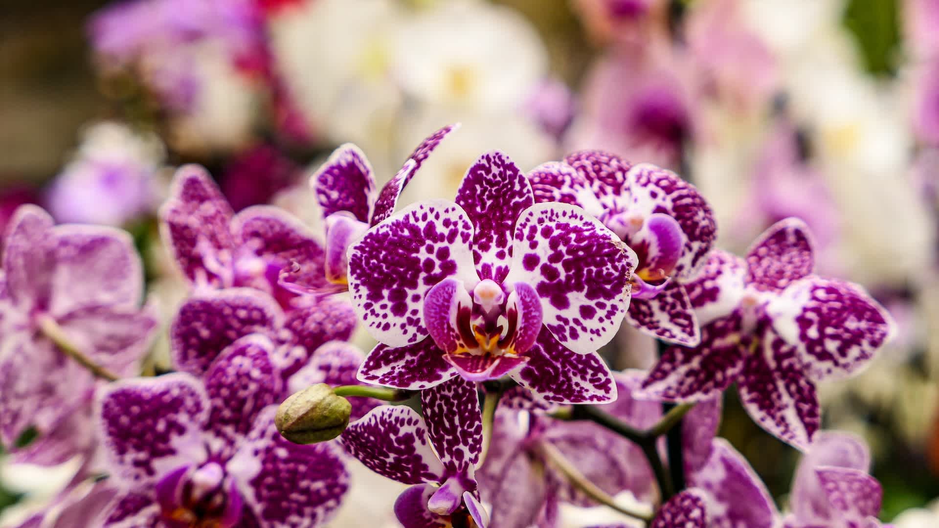 hero image orchidee cambria