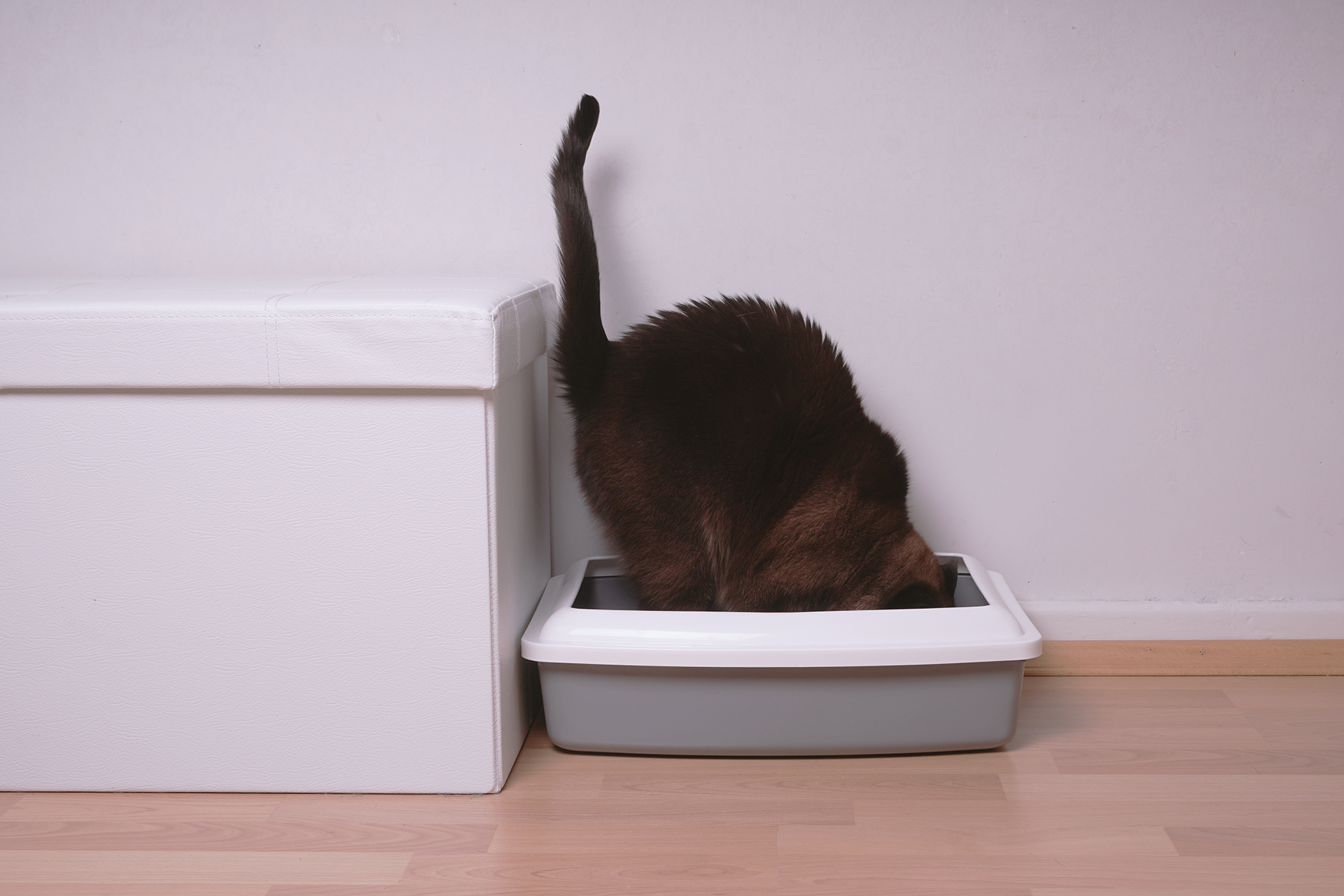 Alles voor katten aveve kattenbakvulling