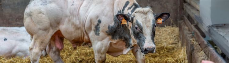 fattening-meat bull-proxani