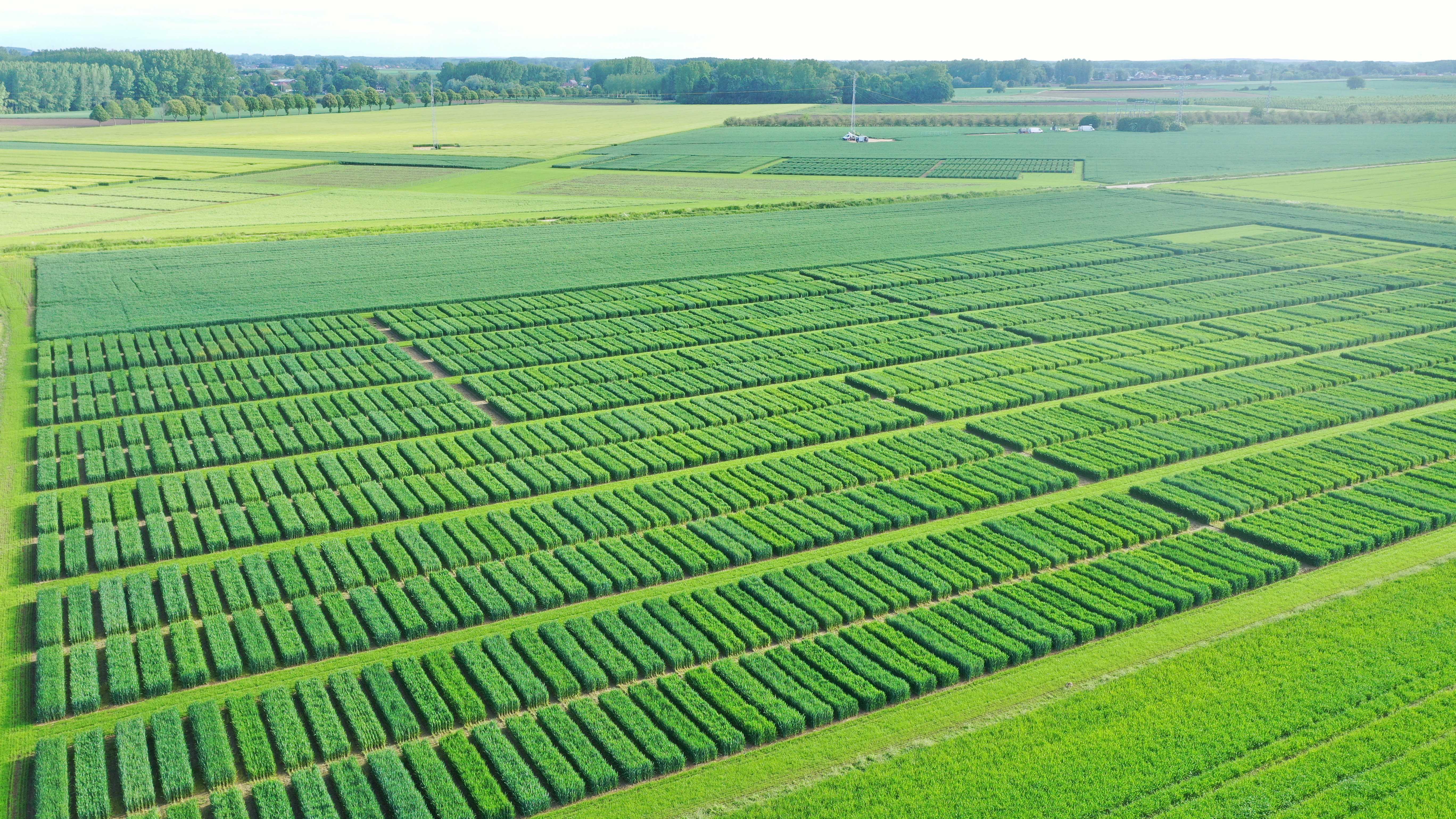 20.05.2026_Nieuwsbrief_AH_Ziektedruk in onze proefvelden  