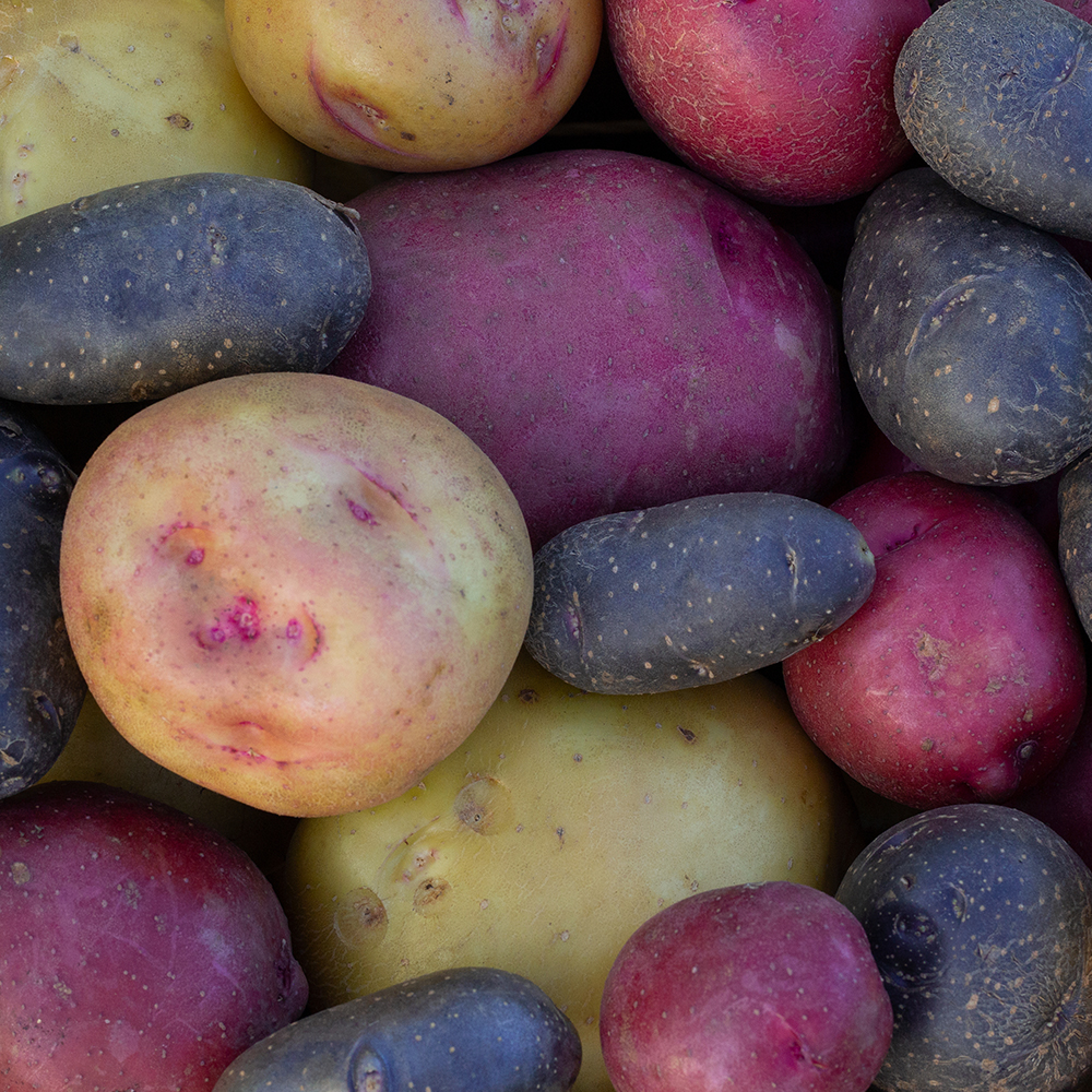 Image de différentes variétés de pommes de terre - Aveve