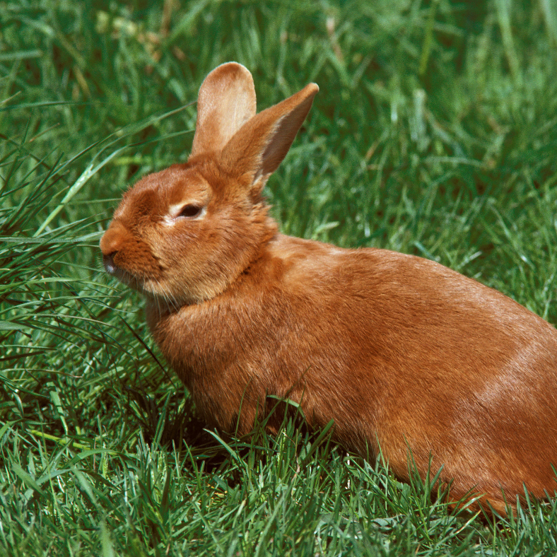Granulés de bois, litière pour lapins- Rabbits World