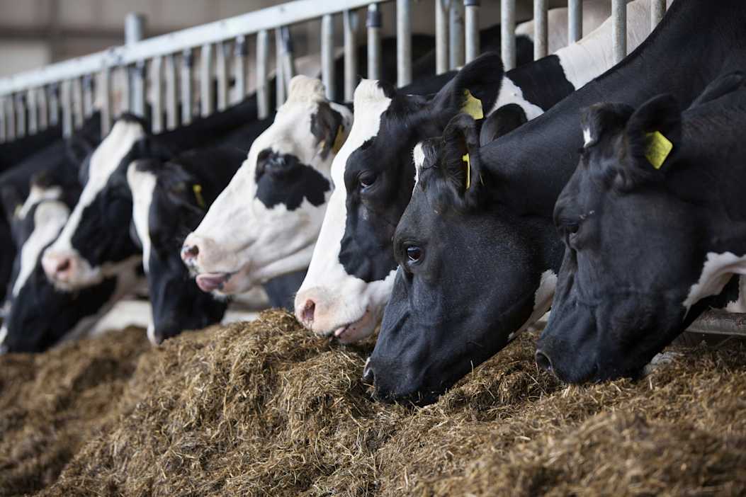 01.11.2025_Nieuwsbrief_AN_ProLac Start Elit 21 VLOG