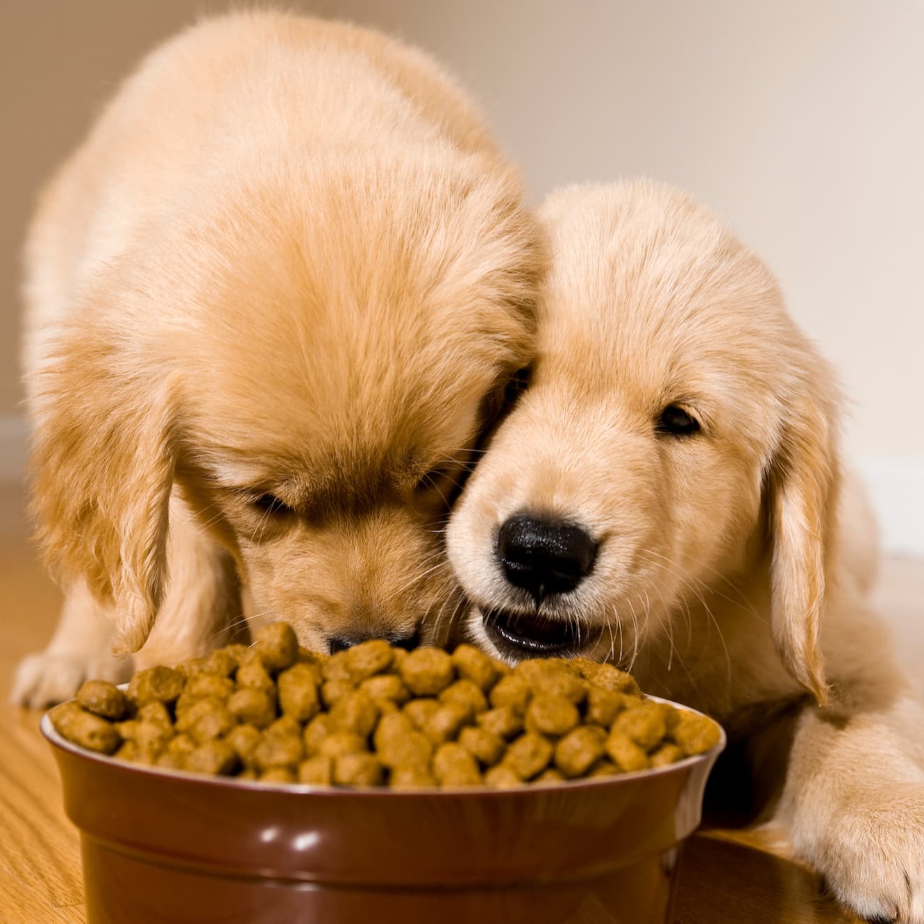 Gezonde voedingsstoffen voor honden - Aveve