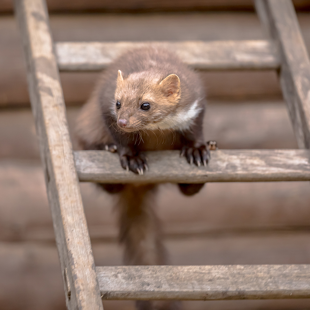 Lief Op maat meer Kippen beschermen tegen roofdieren en ongedierte - Aveve