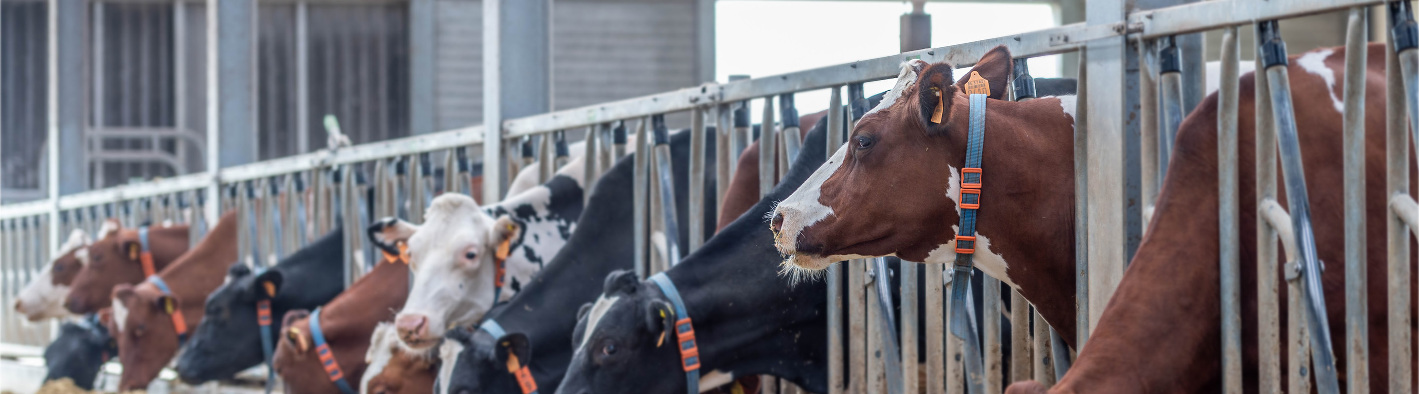 dairy cattle in the barn