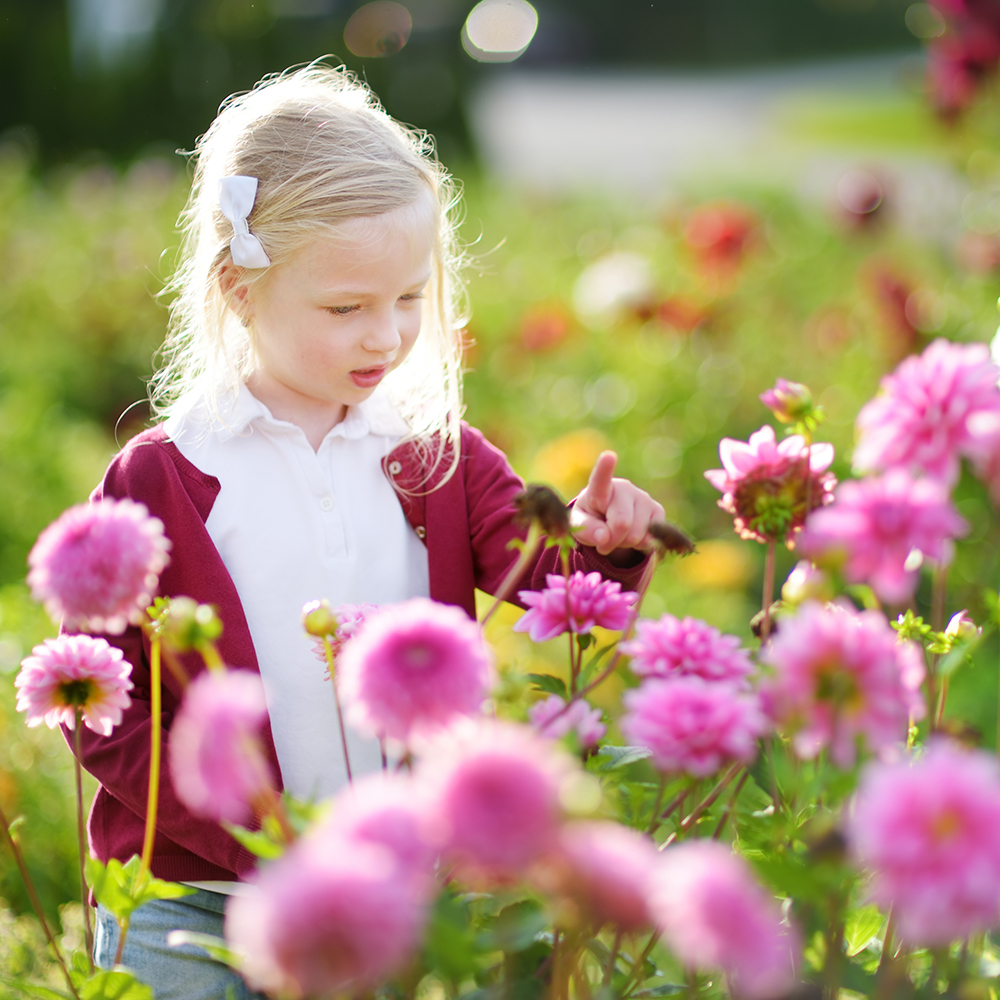 Paarse en roze bloemen in de tuin – Aveve