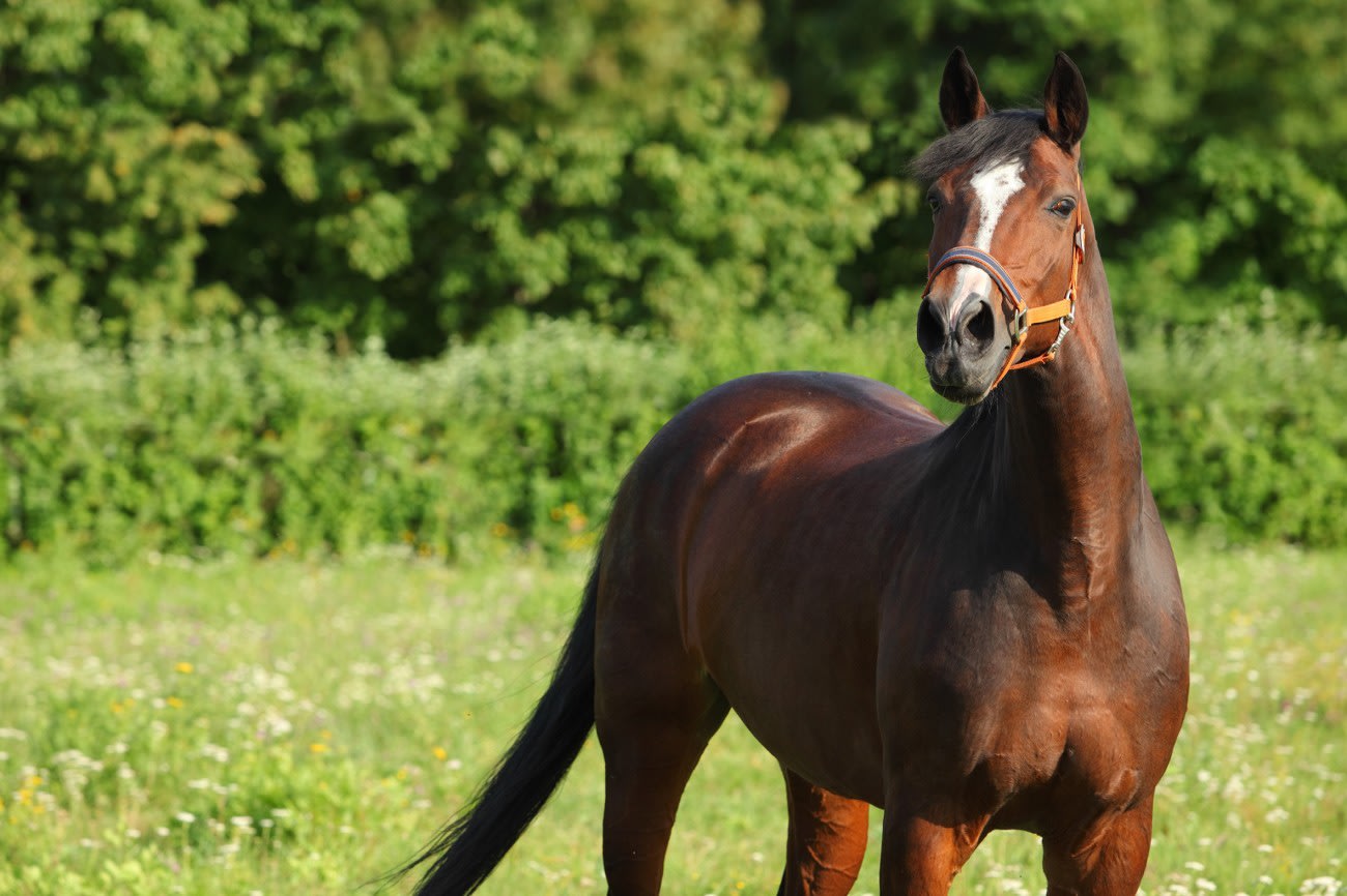 Thumbnail paardenvoer gezondheid