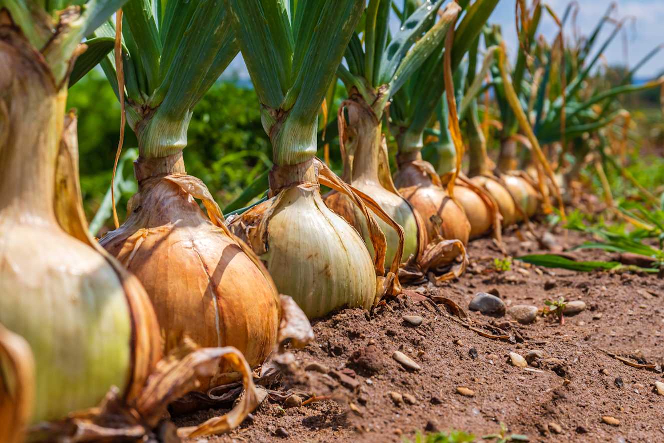 Verzeker een goede start in uien met Optima Root!