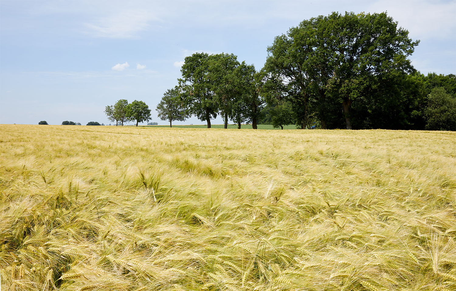 aveve land-en tuinbouw- zaaigranen - veld - gerst