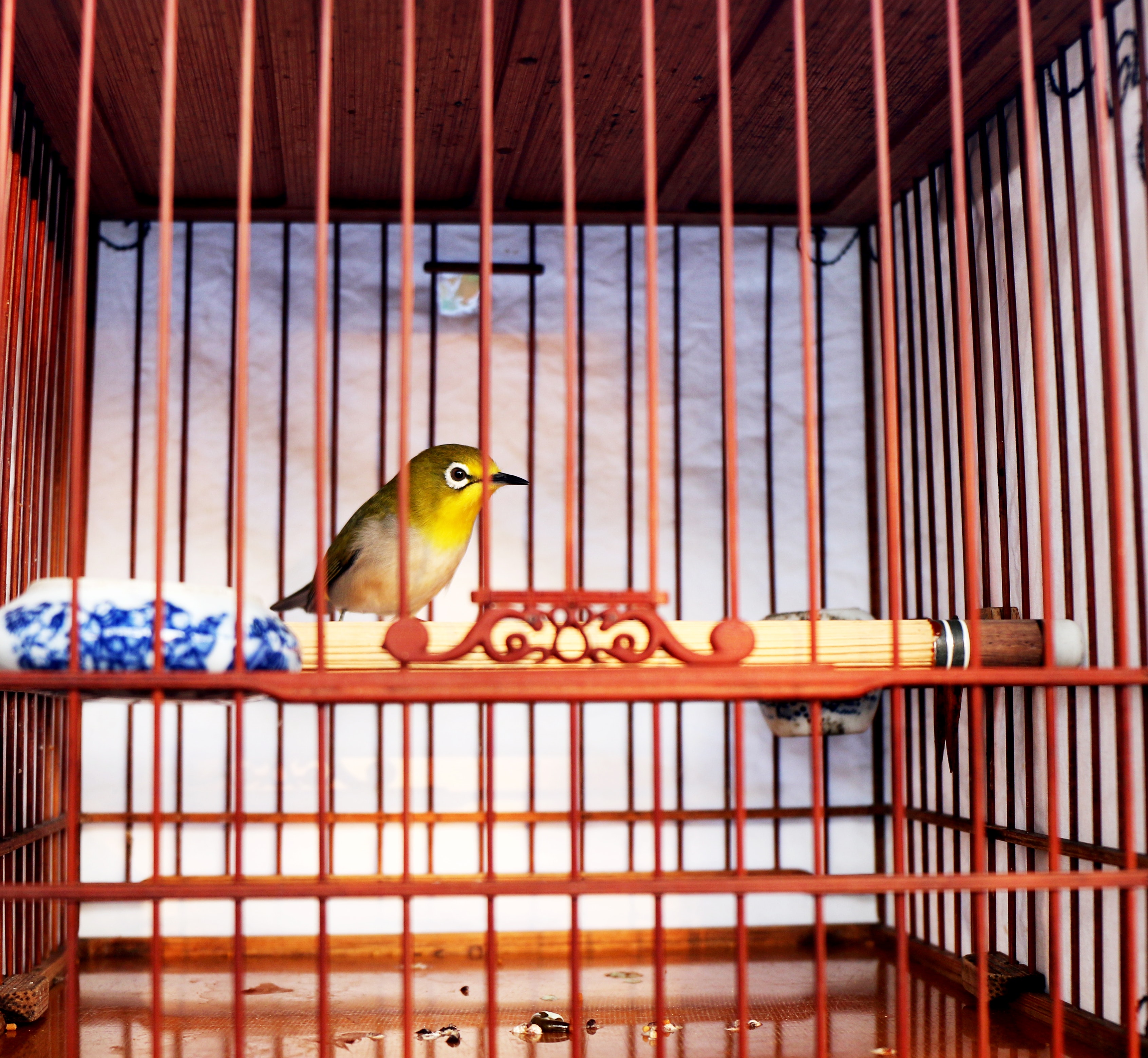 Alles voor vogels aveve snacks