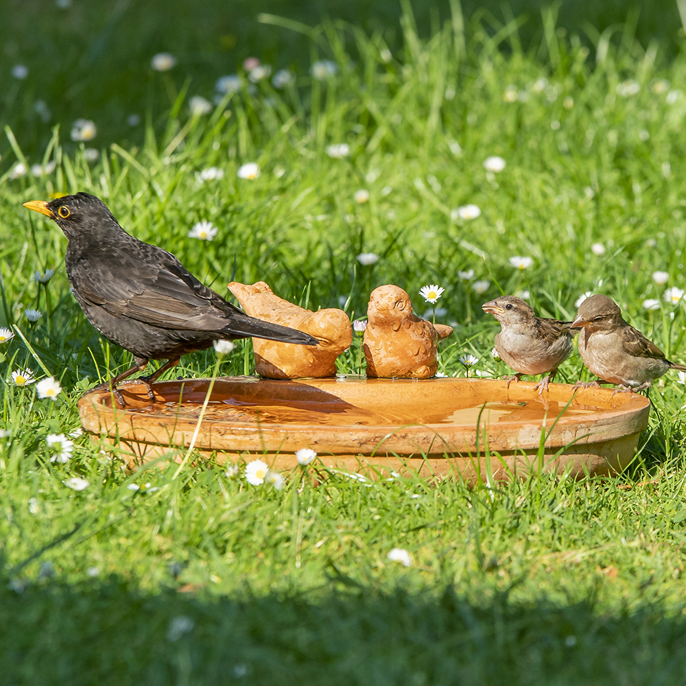 Les oiseaux du jardin les plus répandus