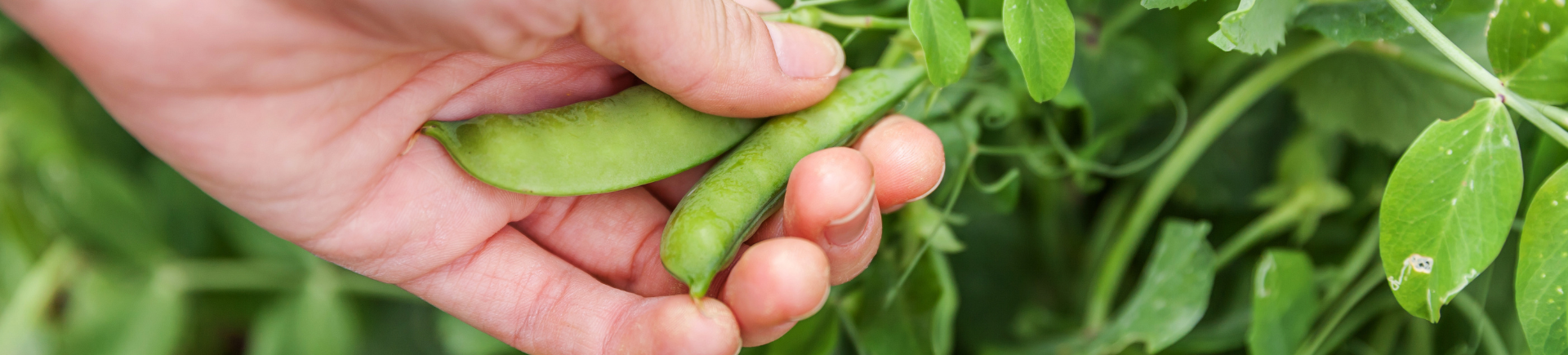 Why yellow peas are boosting Belgian agriculture 