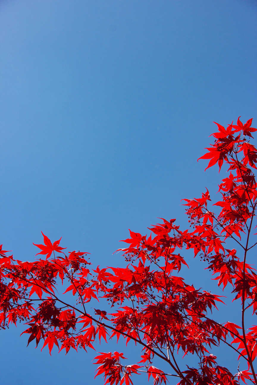 Perfectly Cloudless Sky