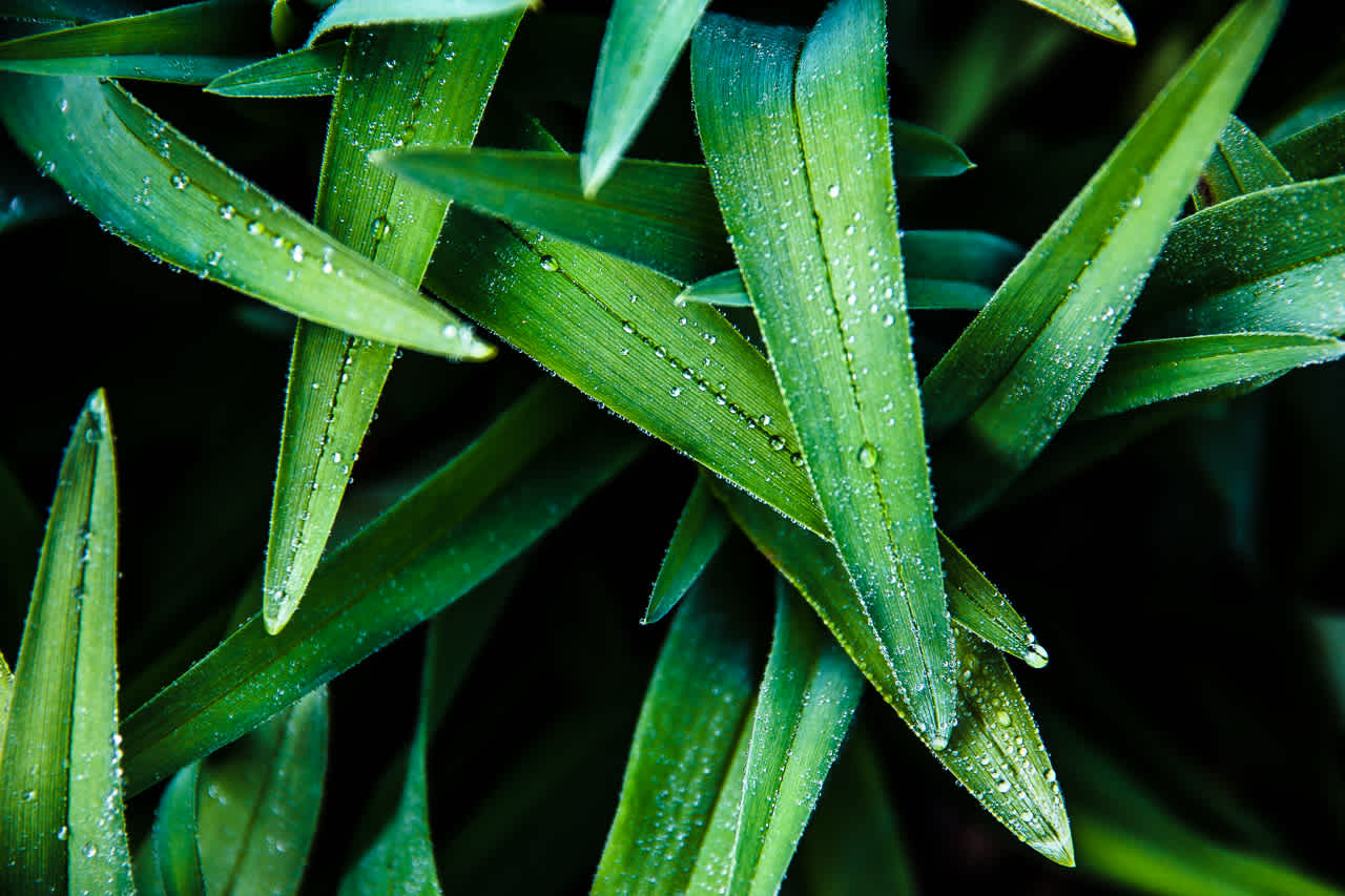 Green Dew Covered Leaves