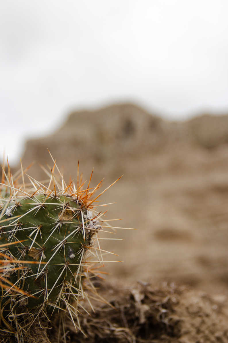 Badlands Cactus