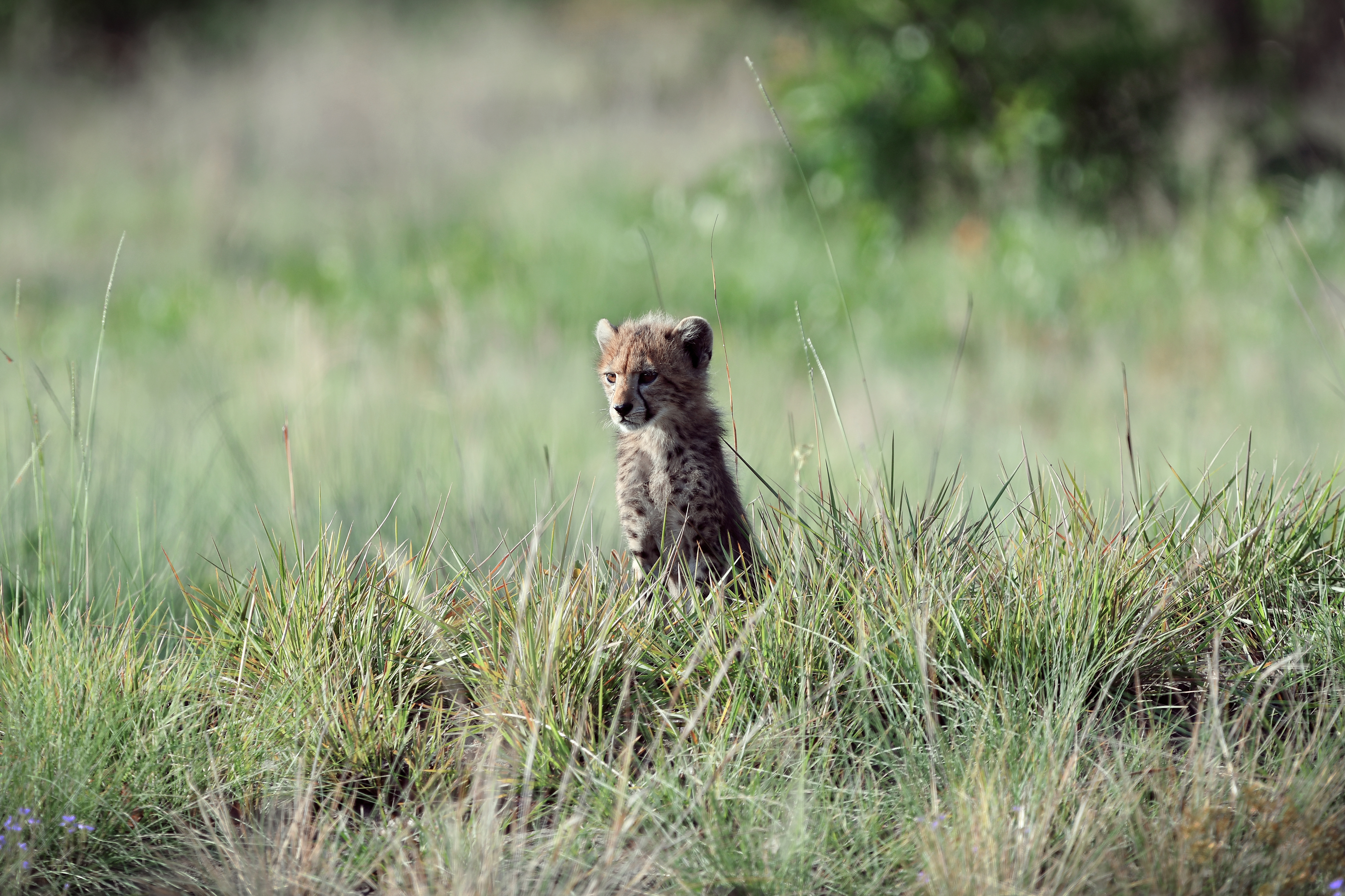 Leopard cub in tall grass